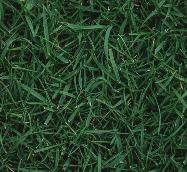 Jaką odmianę trawy wybrać do siewu by stworzyć naturalny ogród?